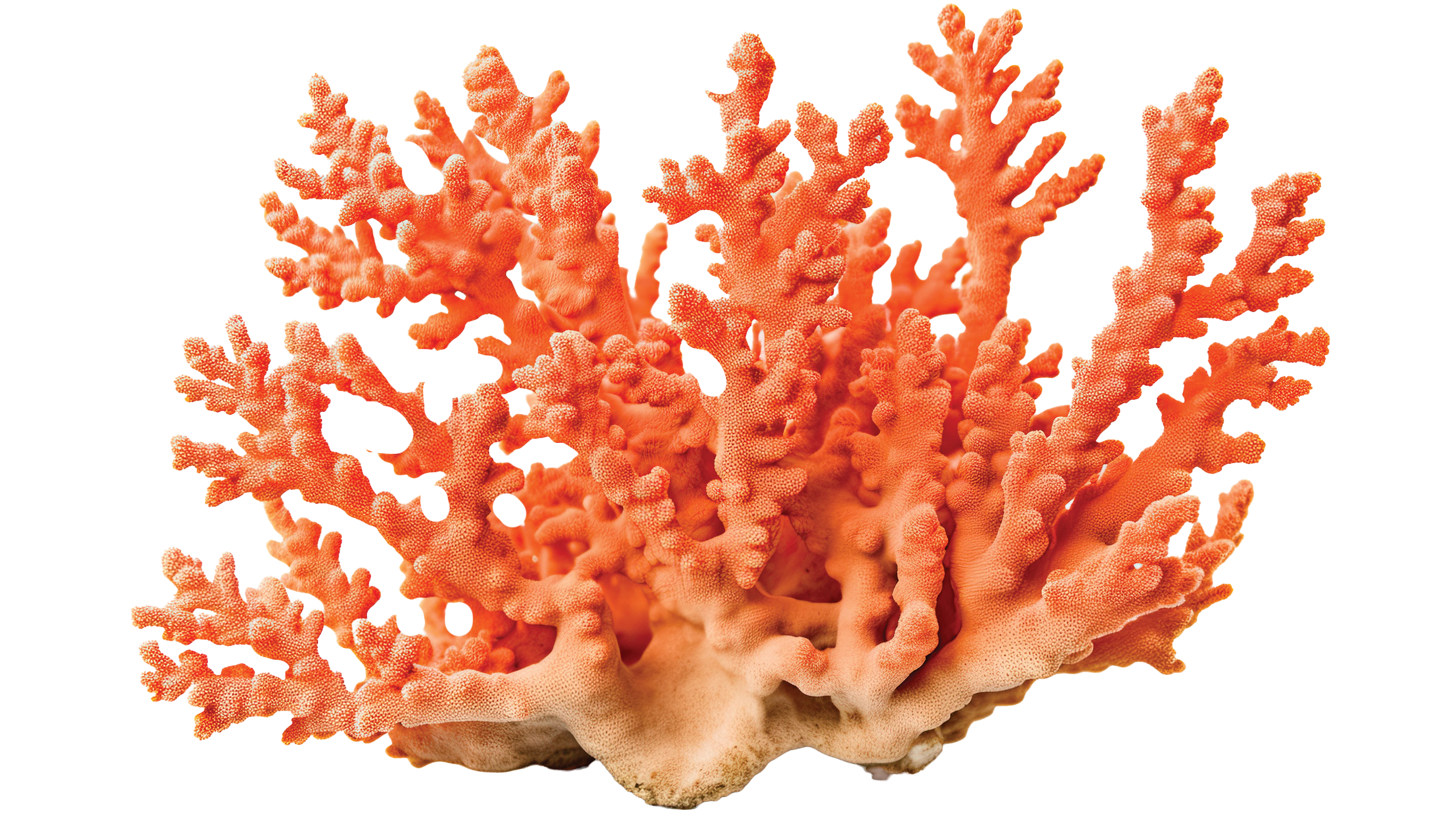 Image of Coral